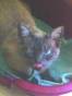 20070523181145-saludogatuno.jpg