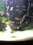 20070620202715-misbichos.jpg